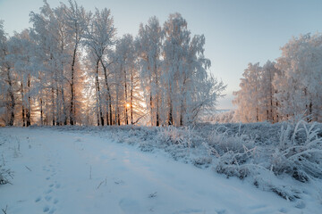 trees in the snow