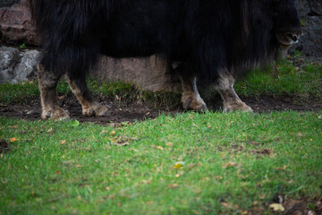 musk ox in nature