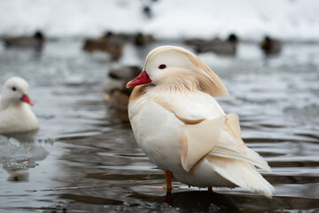 Male white mandarin duck albino standing in water of lake in winter