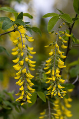 Yellow caesalpinia flower. Detailed macro view.
