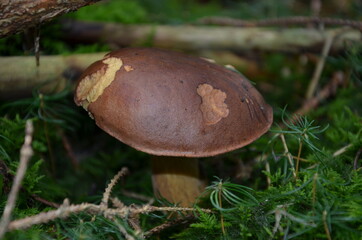 polish mushroom in the forest, edible mushrooms, Boletus badius, autumn