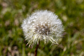 White dandelion flower. Detailed macro view.