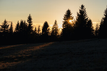 Last sun shooting through the trees