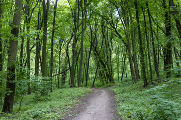 Obraz premium Green deciduous forest in summer.