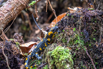 Fire salamander, salamandra salamandra, looking sideways from a moss covered tree in forest. Patterned toxic animal with yellow spots and stripes in natural habitat.