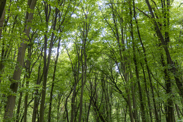 Fototapeta na wymiar Green deciduous forest in summer.