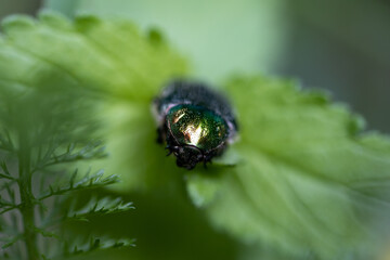 Flower beetle on a green leaf. Detailed macro view.