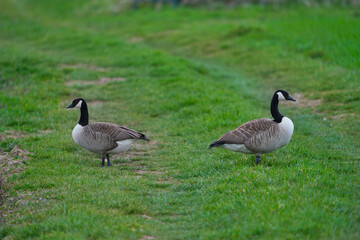 Obraz na płótnie Canvas Pair of Canadian Geese, Branta canadensis, on meadow, a large male and a female.