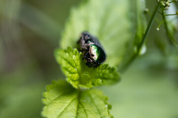Flower beetle on a green leaf. Detailed macro view.