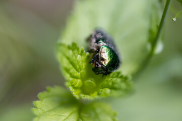 Flower beetle on a green leaf. Detailed macro view.
