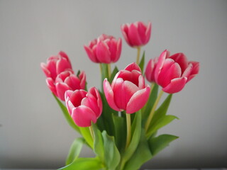 tulipany, kwiaty