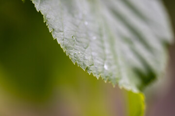 Green leaf in the forest. Detailed macro view.