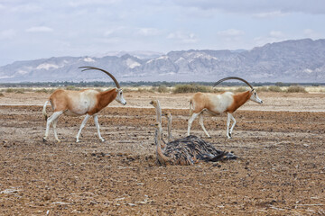 Ostriches and Scimitar oryxes in the desert. Animals wildlife. Travel in nature reserves. Watching...
