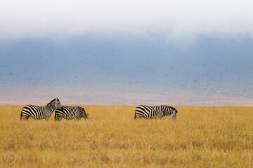 Obraz na płótnie Canvas Zebras on Ngorongoro Conservation Area crater, Tanzania