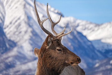 Portrait of Elk Cervus elaphus sibiricus Grazing in Winter with Mountains at Background