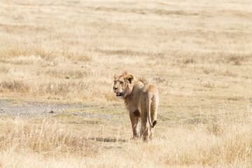 Lion on Ngorongoro Conservation Area crater, Tanzania