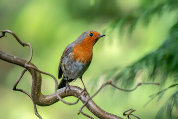 European Robin (Erithacus rubecula) on a branch in the forest of Noord Brabant in the Netherlands. 