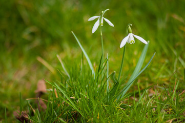 Przebiśniegi wiosenne białe kwiaty w zielonej trawie. Snowdrops, spring white flowers. © photogam