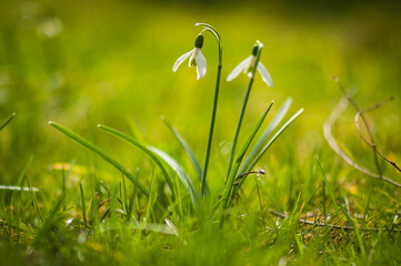 Przebiśniegi wiosenne białe kwiaty w zielonej trawie. Snowdrops, spring white flowers.