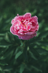 Fototapeta premium Single flower pion among green leaves
