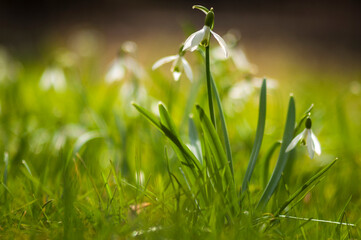 Przebiśniegi wiosenne białe kwiaty w zielonej trawie. Snowdrops, spring white flowers.