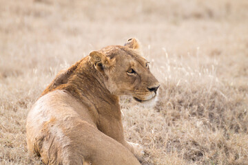 Lioness close up. Serengeti National Park, Tanzania, Africa