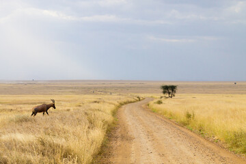 Naklejka na ściany i meble Serengeti National Park landscape, Tanzania, Africa