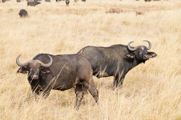 Obraz premium Cape buffalo from Serengeti National Park, Tanzania, Africa