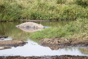 Nile crocodile from Serengeti National Park, Tanzania, Africa