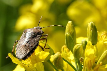 Bug on Rapeseed