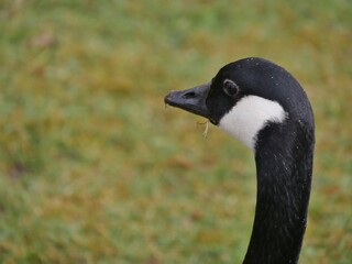 Gänsekopf im Park