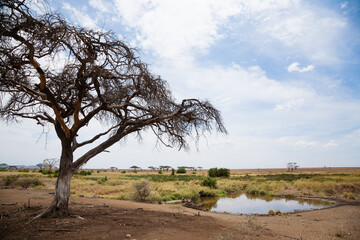 Serengeti National Park landscape, Tanzania, Africa