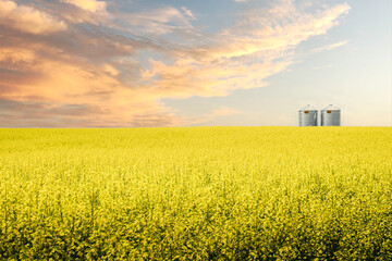 A pair of silver industrial grain storage silos sit on a blooming yellow oil seed field at sunset on the Canadian prairies in Rocky View County Alberta Canada.