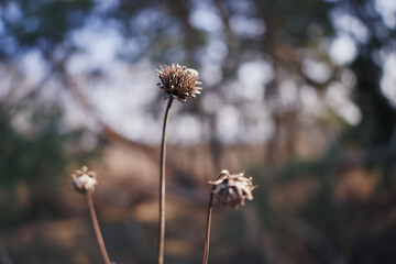 Three withered flowers. Pine forest. Spring.
