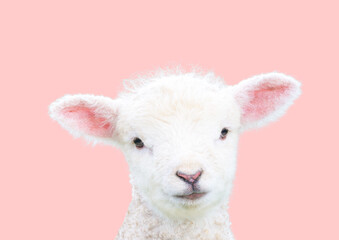 white Baby Lamb 