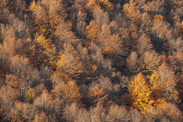 Autumn mountain beech forest 