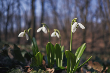 Blooming snowdrops. Kiev Botanical Garden. Spring.