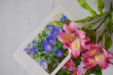 Closeup Flowers 0n Whitewashed Wooden Background