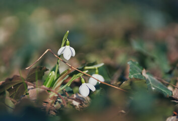 Fototapeta na wymiar Blooming snowdrops. Kiev Botanical Garden. Spring.