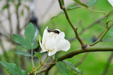 White flower. A bee over a white flower. Street.Spring. Garden.
