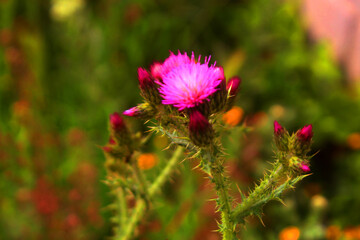 FLOWER ROSE
