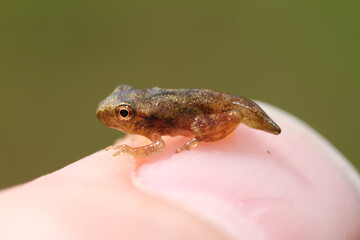 Obraz premium Tiny, recently metamorphosed spring peeper (Pseudacris crucifer) froglet sitting on a person's thumbnail.