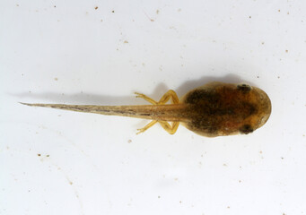 Looking down on the back of a spring peeper tadpole on a white background.