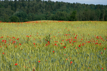 Poppy flowers in a rye field