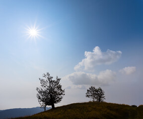 Fototapeta na wymiar pair of tree silhouette in light of sparkle sun, natural background