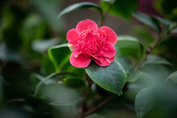 Nice red pink and purple camelia flower macro photography in botanic garden
