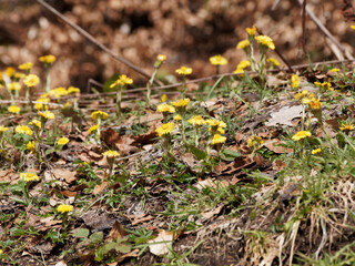 Huflattich oder Breit-Eselslattich (Tussilago farfara). Frühlingsblüte am Unterholzhang
