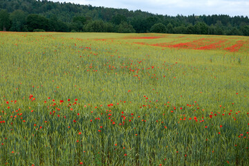 Poppy flowers in a rye field