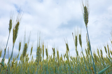 View of rye plants from low perspective