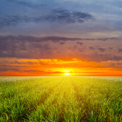 Fototapeta na wymiar summer green prairie with grass at the dramatic sunset, beautiful rural outdoor background